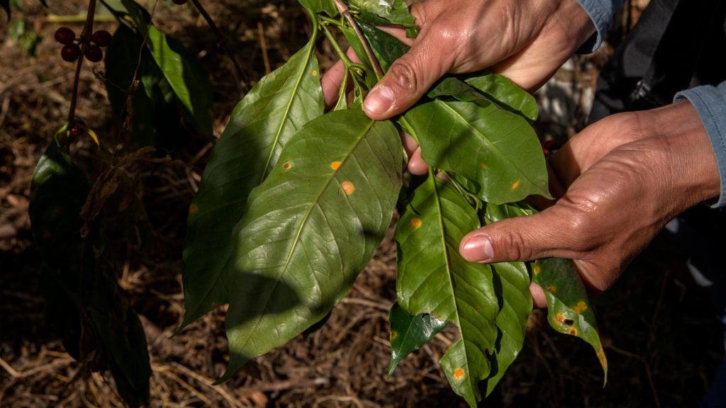 Leaf rust Norandino cooperative