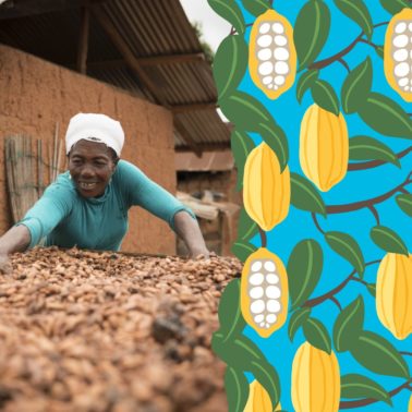Photo of a cocoa farmer running her hands through drying cocoa beans alongside an illustration of cocoa pods with a blue background.