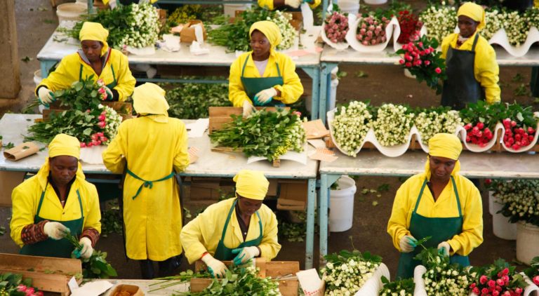 Workers in the grading hall of the Fairtrade-certified Harvest Limited Athi River flower farm in Kenya