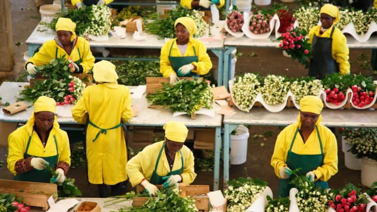 Workers in the grading hall of the Fairtrade-certified Harvest Limited Athi River flower farm in Kenya