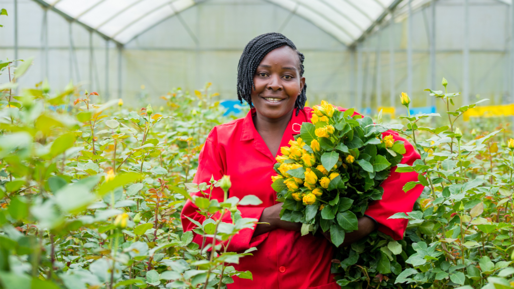 Caroline Shikuku stands in a greenhouse growing yellow roses and holds a bunch of roses under her arm, Tulaga Flowers farm, Kenya
