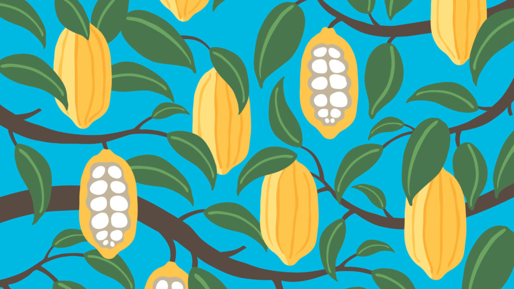 Cocoa tree illustration with blue background