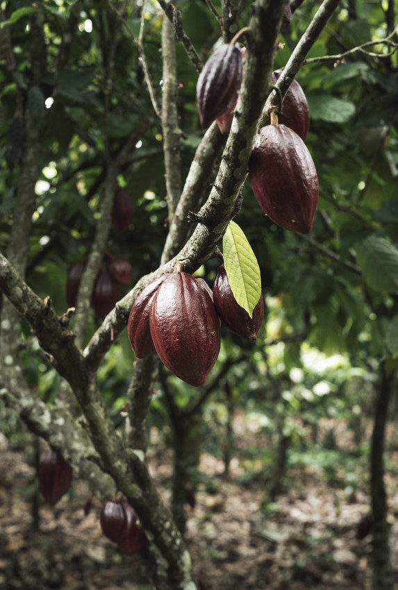 Cocoa pods on tree