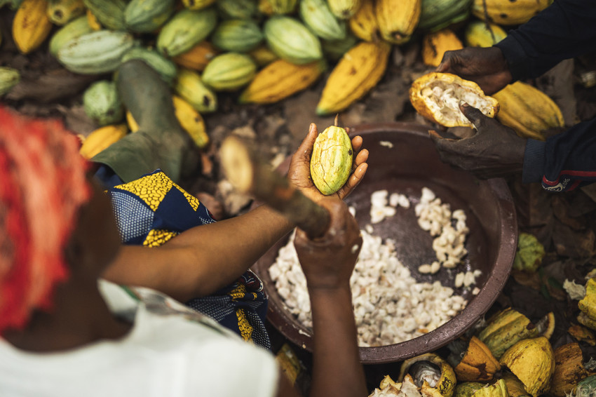 Woman sat splitting cocoa pods over a basket to collect the beans.