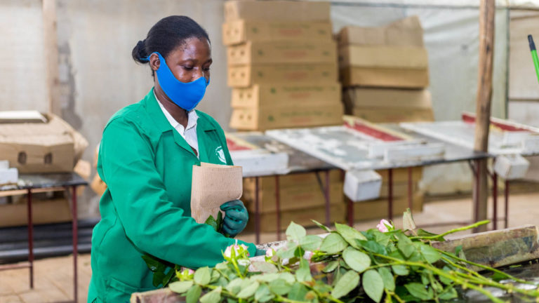 Flower worker at the Tulaga flower farm, Kenya