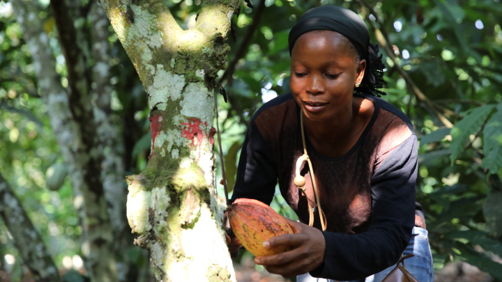 Soro Nalegama Beatrice from Coobadi co-operative holding a cocoa pod growing on the tree