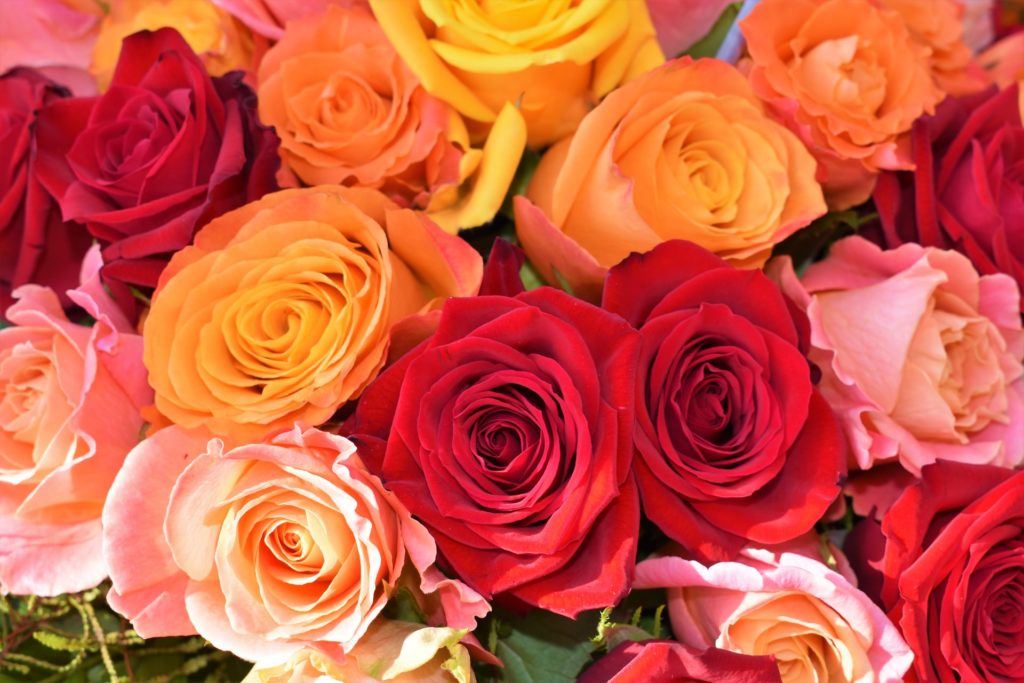 close up of colourful rose heads