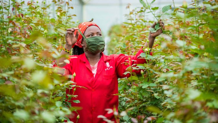 Caroline Shikuku at the Tulaga flower farm in Kenya.