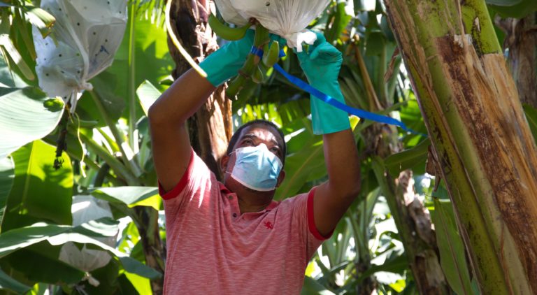 Portrait of Ángel Guzmán Santana working on his banana farm