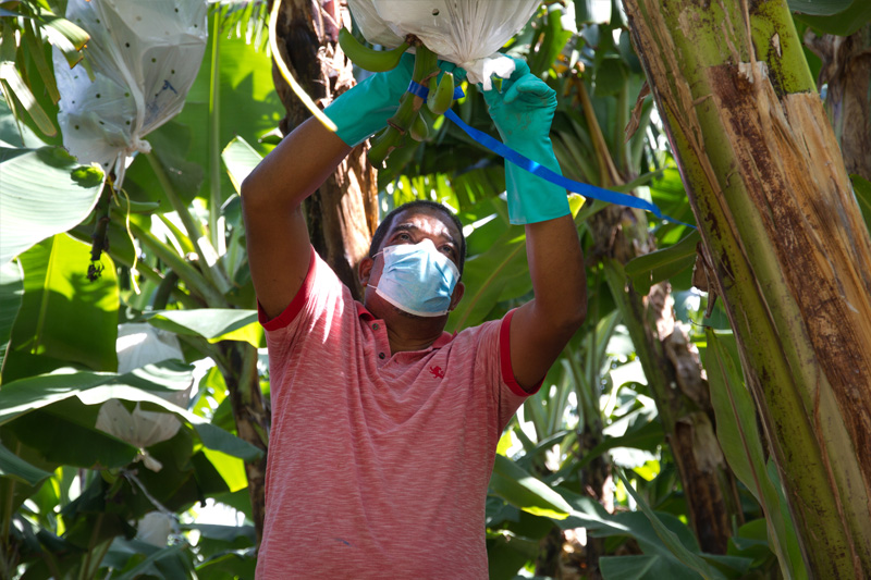 Ángel Guzmán Santana portrait in banana farm reaching up to adjust plastic around bunch of bananas