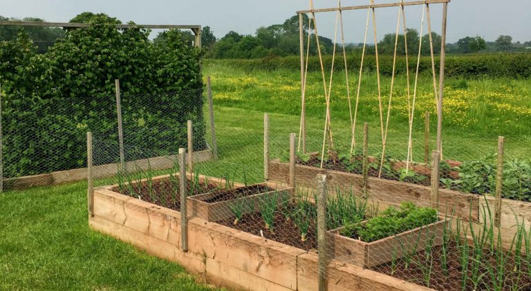 Allotment in a field
