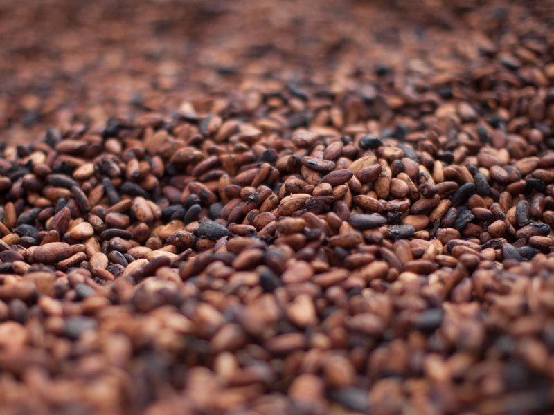 Close up of dried cocoa beans