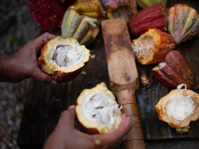 Cocoa pods are broken to remove the pulp and beans on the Xol farm in Honduras