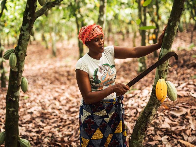 Doh Oho holds a machete over cocoa pods growing from a cocoa tree in her farm in Ivory Coast