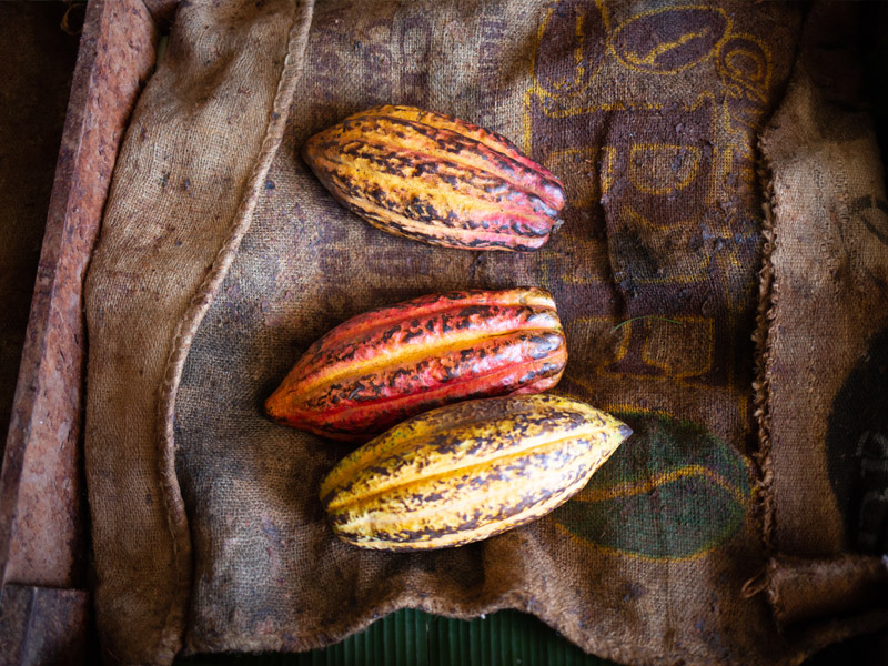 Different coloured cocoa pods await processing at the Xol factory in Copán, Honduras