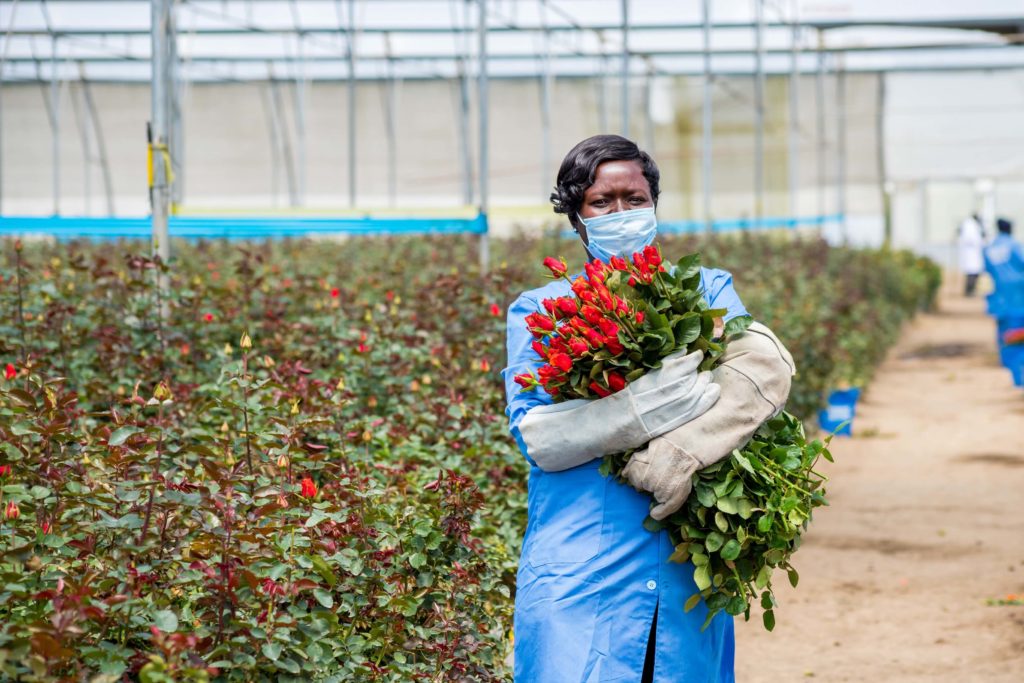 Joan Injete Akumu, Fairtrade flower worker, at Bigot farm in Kenya.
