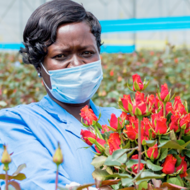 Flower worker holding red roses in Kenya, wearing a mask