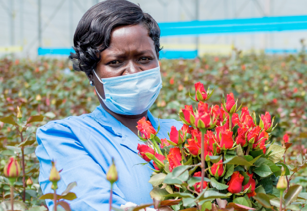 Flower worker holding red roses in Kenya, wearing a mask