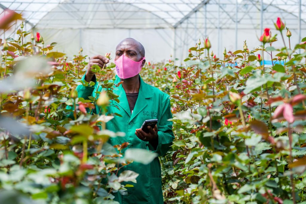 Kennedy Simiyu, a flower worker at the Bigot flower farm in Kenya. 