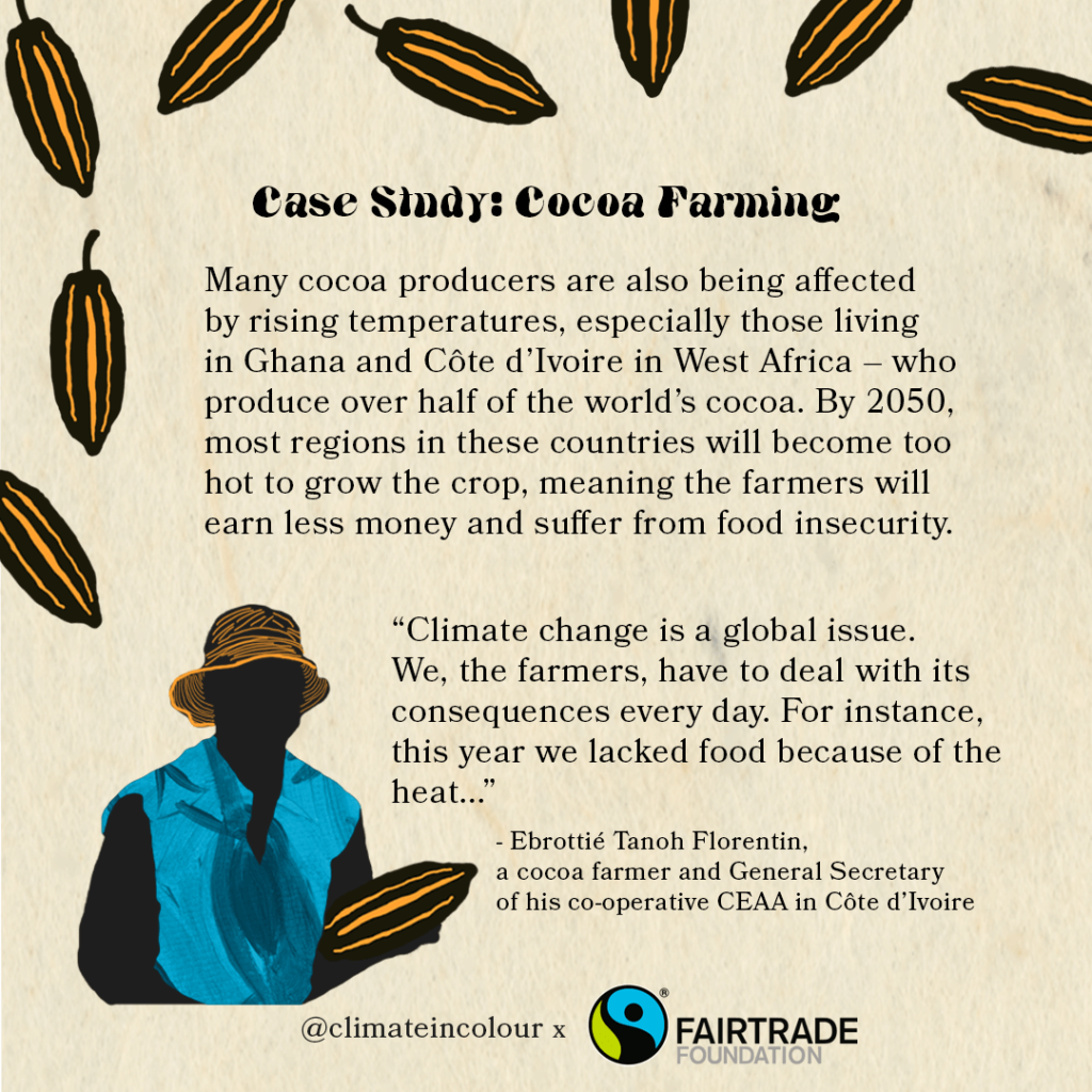 Case study: Cocoa Farming. Many cocoa producers are also being affected by rising temperatures, especially those living in Ghana and Côte d’Ivoire in West Africa – who produce over half of the world’s cocoa. By 2050, most regions in these countries will become too hot to grow the crop, meaning the farmers will earn less money and suffer from food insecurity. ‘Climate change is a global issue. We, the farmers, have to deal with its consequences every day. For instance, this year we lacked food because of the heat...’" - Ebrottié Tanoh Florentin, a cocoa farmer and General Secretary of his co-operative CEAA in Côte d’Ivoire.’
