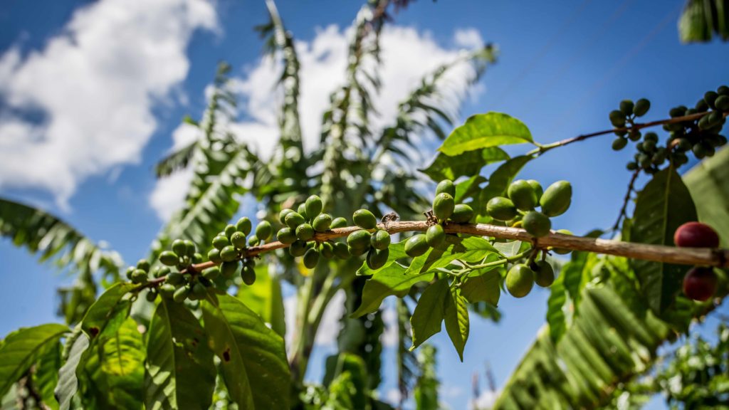 Coffee cherries on branch against blue sky