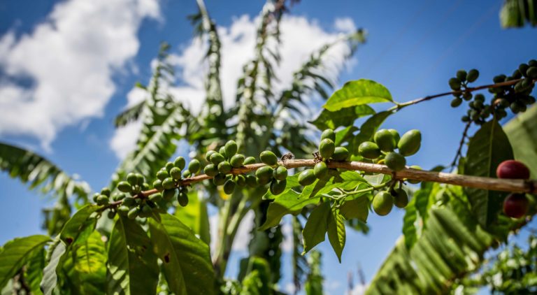 Coffee cherries on branch against blue sky
