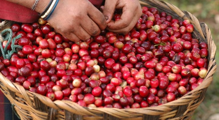Coffee berries in a basket with hand sorting them