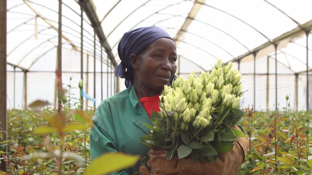 auline Wambui, a worker at the Fairtrade certified Valentine Growers in Kiambu, Kenya.