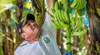 ‘A fighting chance’: how banana farmers are confronting climate change