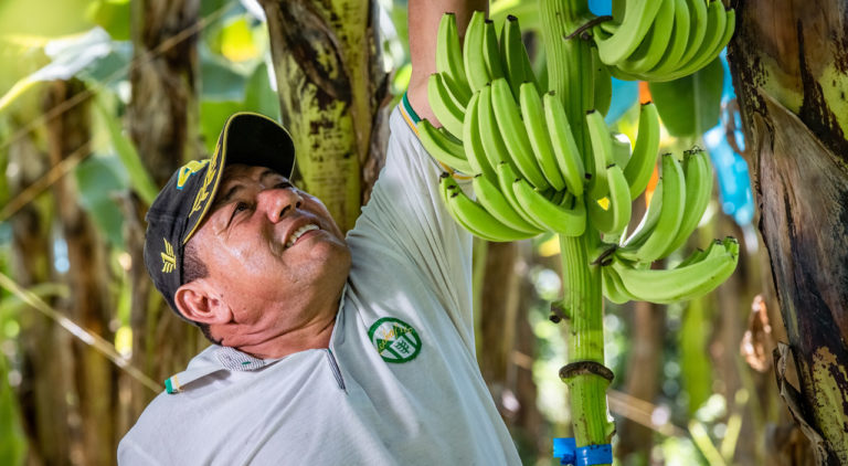 Portrait of Carlos Molina, a Fairtrade farmer reaching up next to a bunch of bananas