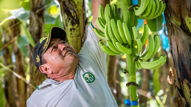 Portrait of Carlos Molina, a Fairtrade farmer reaching up next to a bunch of bananas