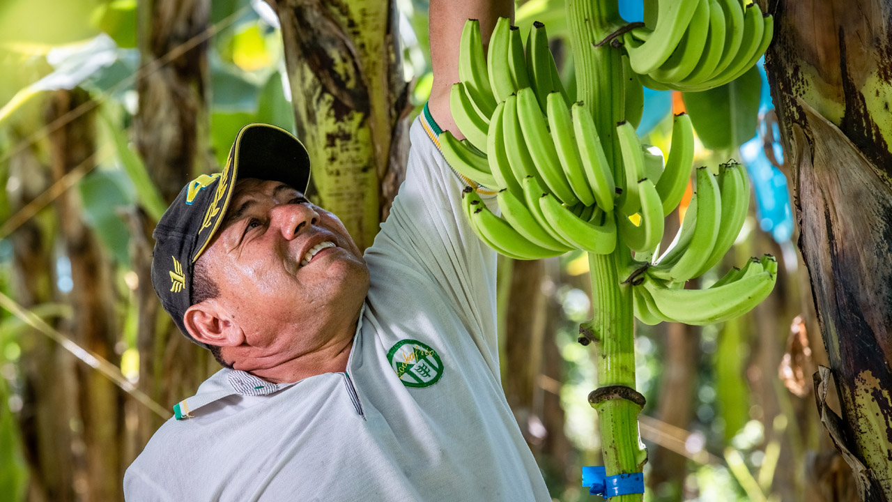 You are currently viewing ‘A fighting chance’: how banana farmers are confronting climate change