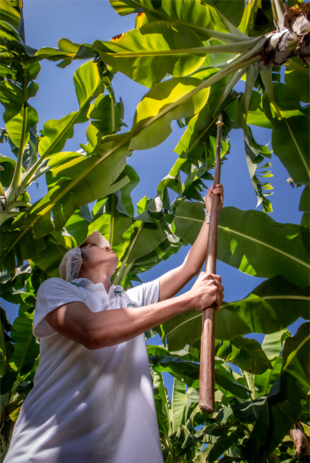 banana farmer taking bananas off the crop