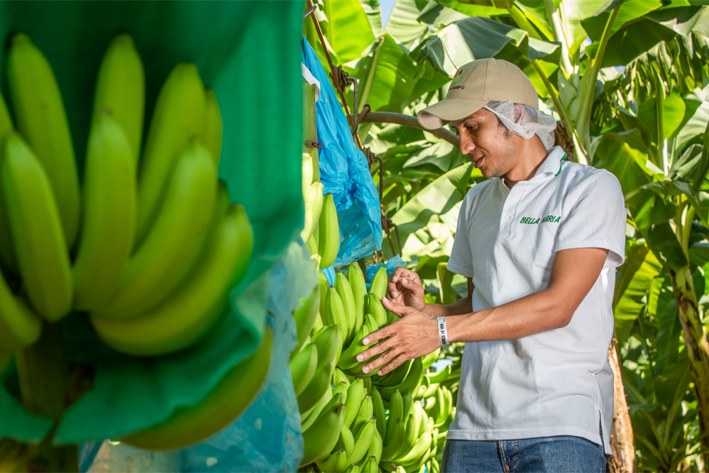 Ovidio on the banana farm