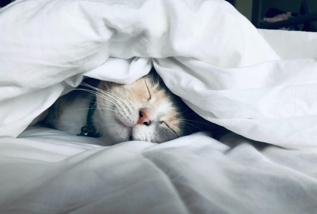Sleepy cat under the covers