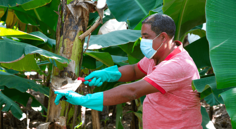 Angel Guzman Santana wearing protective gloves and face mask, cleaning up the banana plants
