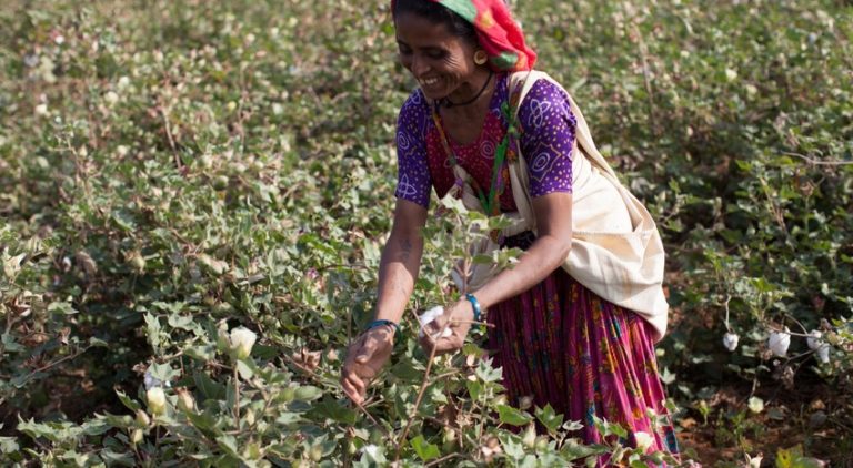 Shantiben Charda a Fairtrade-certified cotton farmer picking cotton in Rapar district, Gujarat, India.