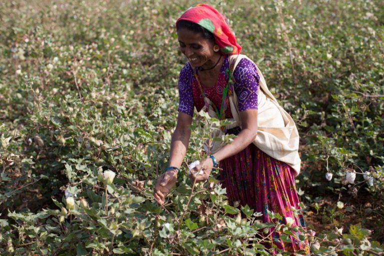 Shantiben Charda a Fairtrade-certified cotton farmer picking cotton in Rapar district, Gujarat, India.