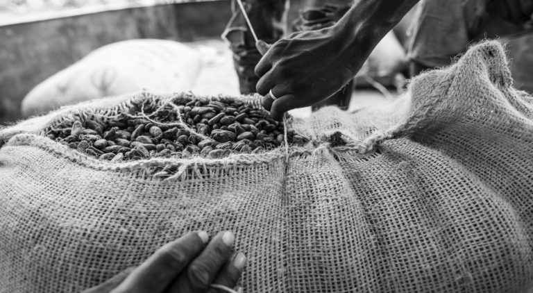 Hessian sack full of cocoa beans being sewn closed