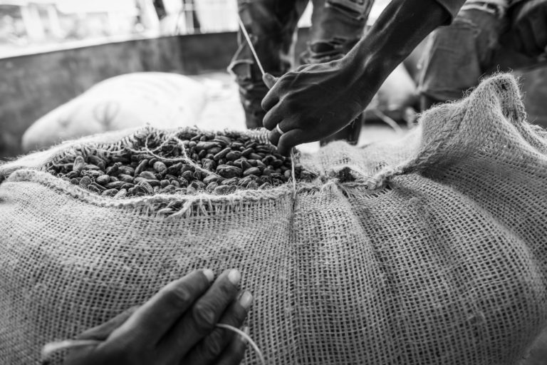 Hessian sack full of cocoa beans being sewn closed
