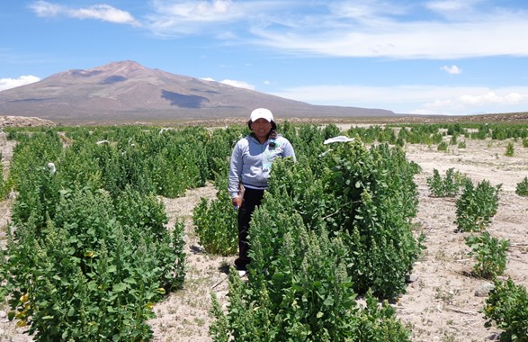 Irene Huarachi Arcayne standing in quinoa farm