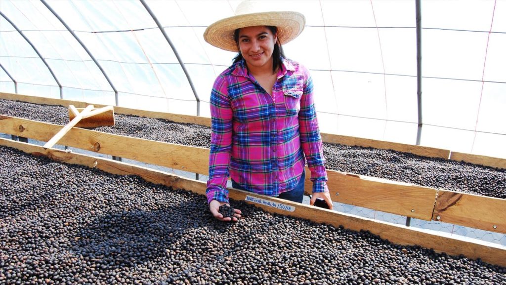 A coffee farmer at COMBRIFOL co-operative holds a handful of dried coffee beans.