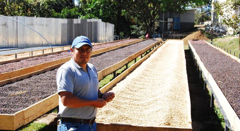 A coffee farmer in COMBRIFOL co-operative stands next to racks of drying coffee beans