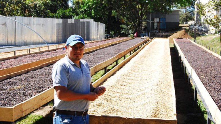 A coffee farmer in COMBRIFOL co-operative stands next to racks of drying coffee beans