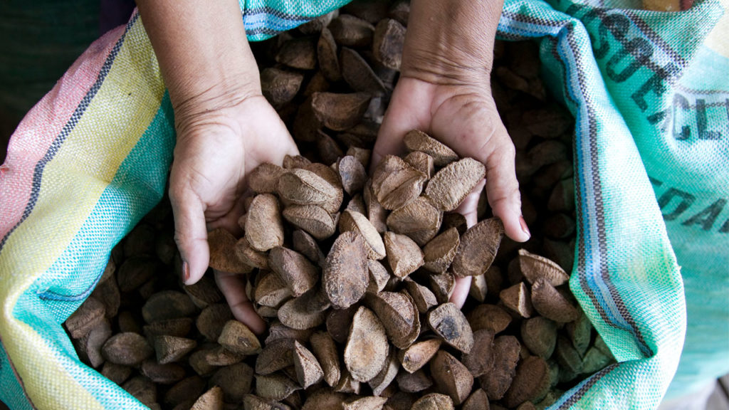 Sack of brazil nuts with hands reaching in to pick up a handful of nuts