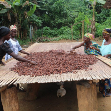 Cocoa farmers with drying cocoa beans