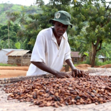 Cocoa farmer with drying cocoa beans