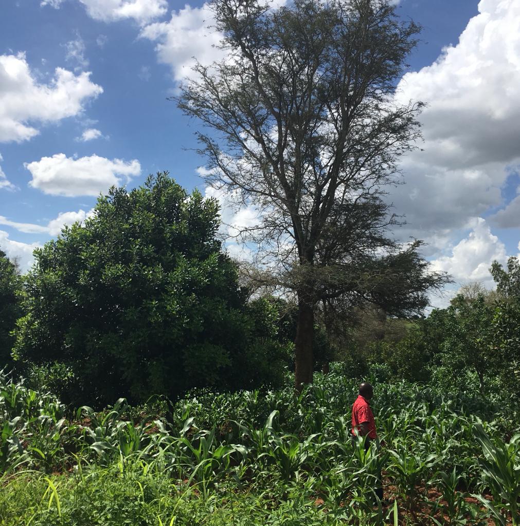 Ken Mkengala, visiting the agroforestry field of a lead farmer who intercrops macadamia with maize, groundnuts and soya. 