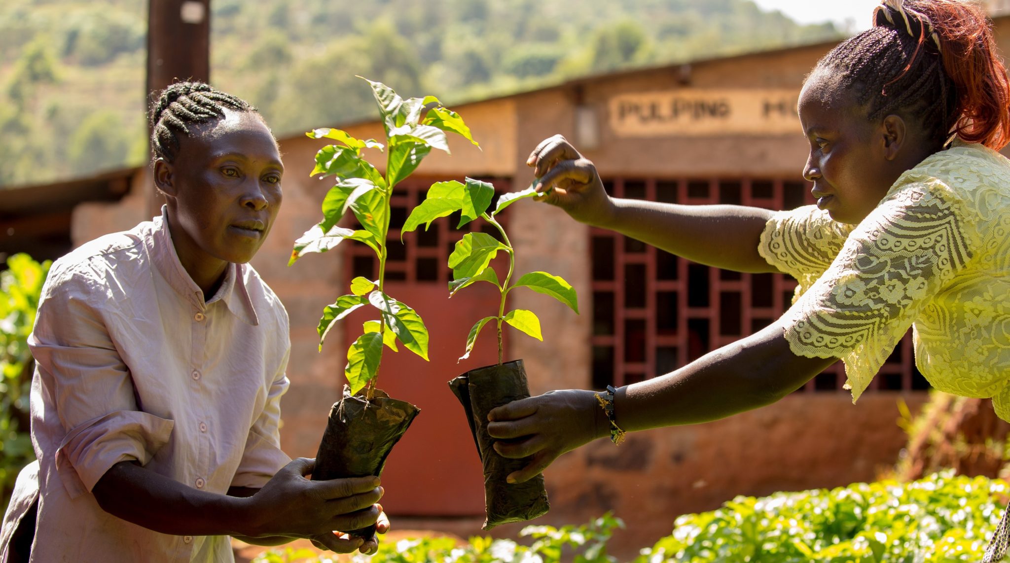 You are currently viewing Fairtrade launches coffee farmers’ guide to battling climate change