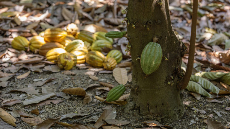 yellow and green cocoa pods on base of tree and a pile of cocoa pods on the leafy ground, lit with dappled sunlight